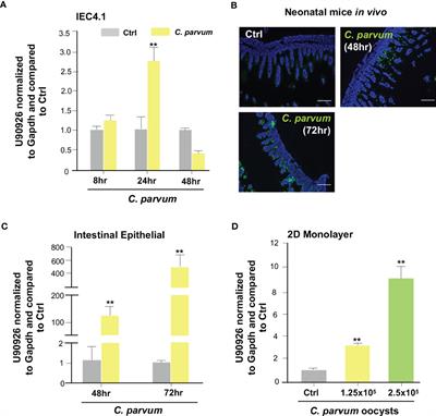 Cryptosporidium parvum hijacks a host’s long noncoding RNA U90926 to evade intestinal epithelial cell-autonomous antiparasitic defense